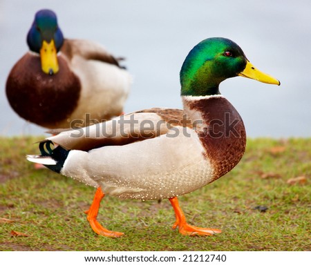Ducks by the pond