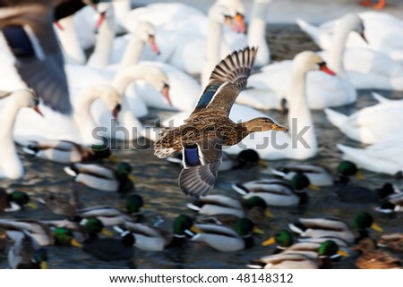 waterfowl by the river