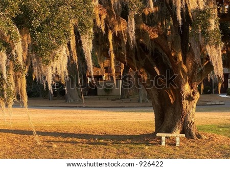Spanish moss hanging over a bench at sunrise