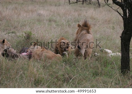 Group of lions laying in high grass (Masai Mara National Park).