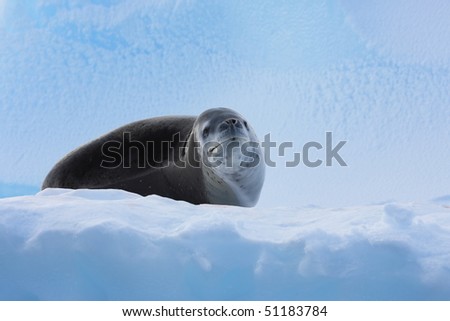 Dangerous leopard seal on ice floe in Antartica