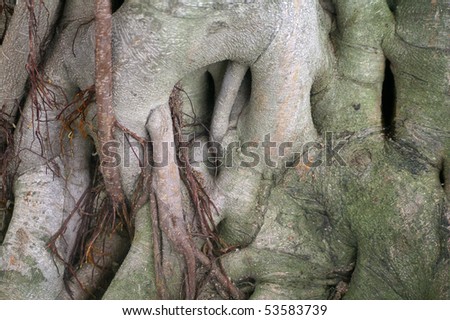 A old tree trunk with deep roots