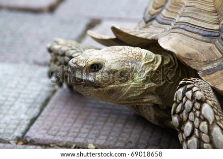 A twenty years old turtle