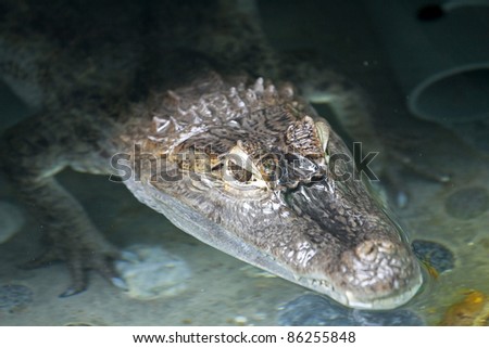 Portrait of a crocodile inside water