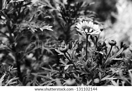 floral natural background, , black and white photo
