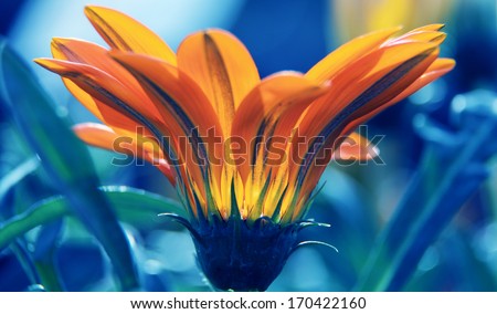 macro  orange flowers on sunrise colors