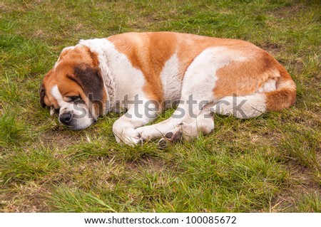 Cuddly and lazy Saint Bernard dog looks a little sleepy from his eyes.