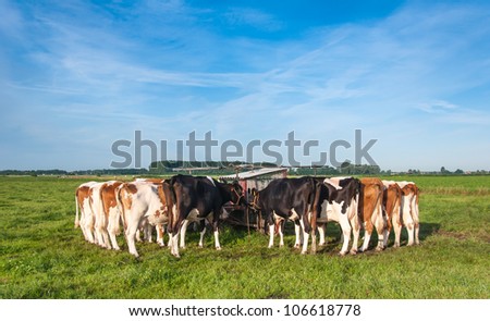 Tied cows in a row after milking with the pasture milking machine early in the morning.