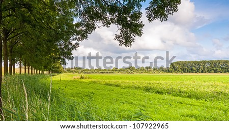 A row of trees in a green and sunny rural landscape in the Netherlands.