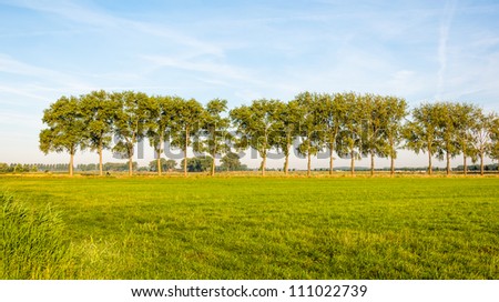 Dutch rural landscape with a row of trees during the golden dawn.