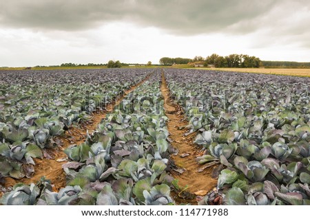 Field with red cabbages and tractor tracks.