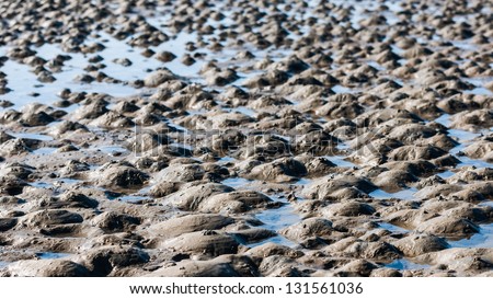 The small piles of sand on the beach are formed by the excrements of the lugworms living in the soil