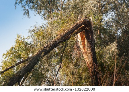 Detailed view at a tall willow tree after a stroke of lightning.