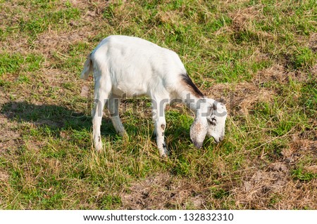 Young male Nubian goat with long ears is eating grass.