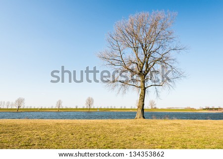 Tree with bare branches at the banks of a Dutch river in the beginning of springtime.