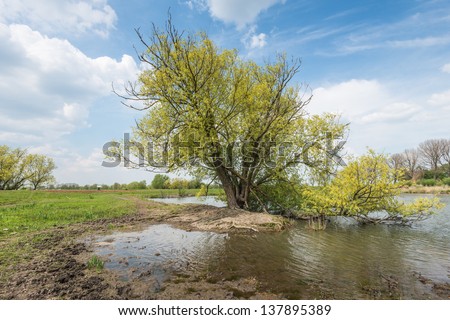 Irregularly shaped tree  in springtime in a nature reserve in the Netherlands.