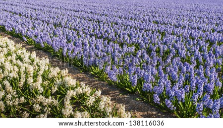 Various colors in this field of flowering tulip bulbs of a Dutch bulbs nursery.