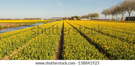 Budding and flowering tulip bulbs in mixes colors in nearly endless rows in the Netherlands.