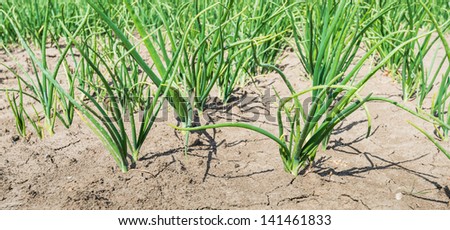 Small onion plants in a dry clay field.