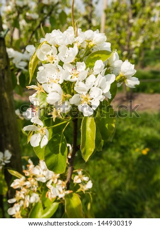 Pear blossoms at a twig in an orchard with young pear trees.