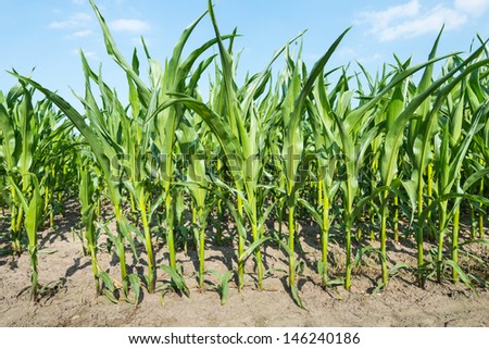 Detailed view of still unripe maize plants growing on the field.