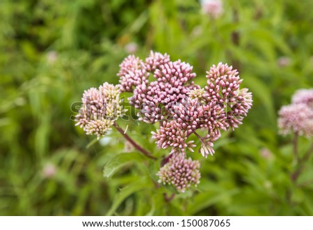 Closeup of budding heads of a Valerian or Valeriana officinalis plant in wild nature.