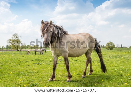 Large Konik horse poses in front of the picture with mane and tail full of burdocks.