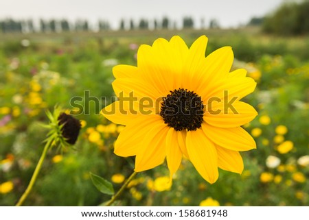 Yellow blooming Brown-eyed Susan growing in a field edge with all kinds of wild flowers.