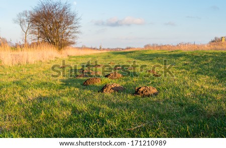 These molehills are more noticeable in the grass because of the low sun and the golden glow.