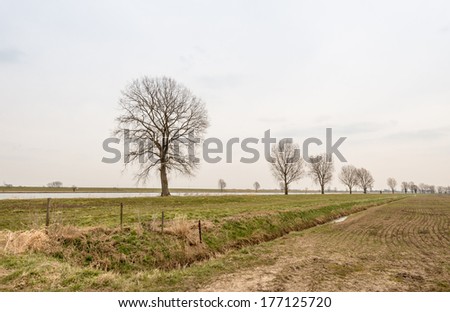 Dutch landscape with bare trees at the beginning of the spring season.