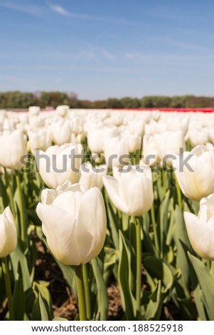 Closeup of white flowering Tulip bulbs in a sunny large Dutch field in the spring season.