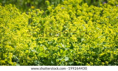 Bright yellow budding and blooming Lady\'s Mantle or Alchemilla mollis plants back lit by the low late afternoon sunlight.