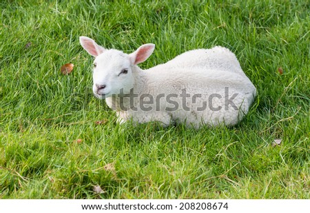 Woolly lamb lies in the grass and stares into space