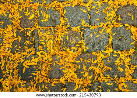 The first yellow leaves have fallen on the pebbles of the pavement in the city in the beginning of the autumn season.