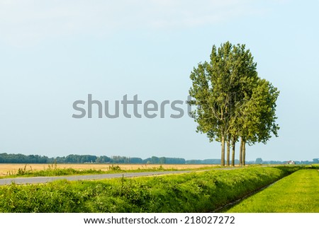 Row of five tall trees beside a country road and a straight ditch in a Dutch polder landscape during the summer season..