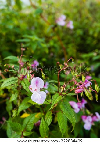 Soft pink blooming and budding Himalayan Balsam plant with dewdrops and spider silk on an early morning in the fall season.
