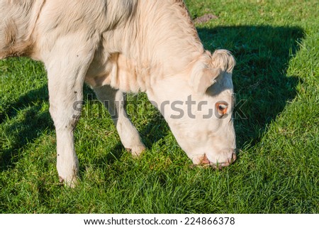 Profile portrait of a light brown cow eating fresh green blades of grass on a sunny day in the fall season.
