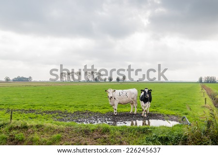 Flat Dutch landscape on a cloudy day with two curiously looking black and white cows standing next to a muddy puddle in the meadow.