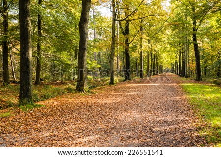 Picturesque forest road covered with fallen leaves and between old beech trees in an old forest  on a beautiful day in the fall season.