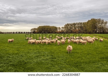 Similar – Image, Stock Photo Flock of sheep walking on road in mountainous valley