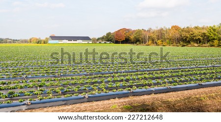 Strawberry plants outside in long lines growing up with black plastic film covered ground to a specialized strawberry nursery