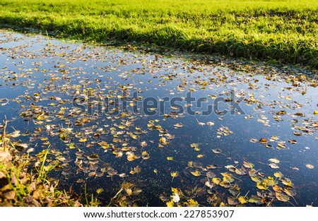 Fallen tree leaves floating on the mirror smooth water surface of a wide ditch on a sunny and windless day in the fall season.