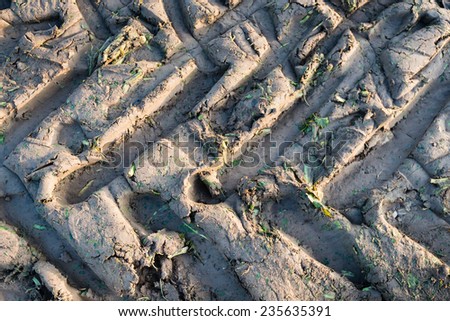 Tractor wheel tracks in clay ground from the the harvest of sugar beets with green fragments of their leaves.