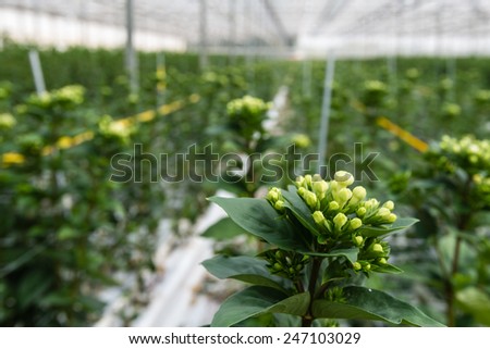 Large greenhouse farming company specialized in the cultivation of Bouvardia cut flowers.