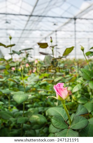 Large greenhouse farming company specializing in the cultivation of roses as cut flowers.