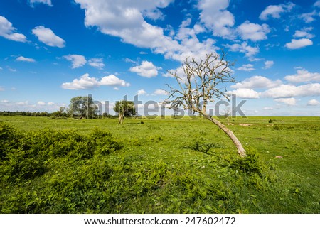 Flat rural landscape with trees on a sunny day with a bright blue sky with some white clouds.