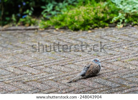 Little pigeon, just out of the nest, has landed on the garden terrace and can not fly away immediately.
