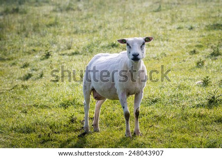 Recently shorn sheep poses in the still dewy grass early in the morning in the summer season.