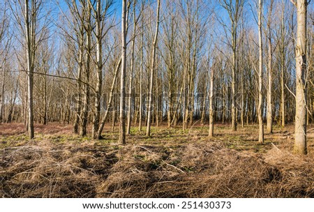 Thin bare trees in a sunny forest on a sunny day in the winter season. On the foreground mainly parched and yellowed blackberry bushes and grasses.