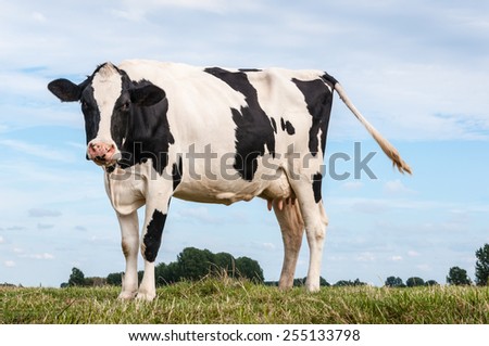 Closeup of a female black and white  cow standing on the top of a Dutch dike in the summer season.